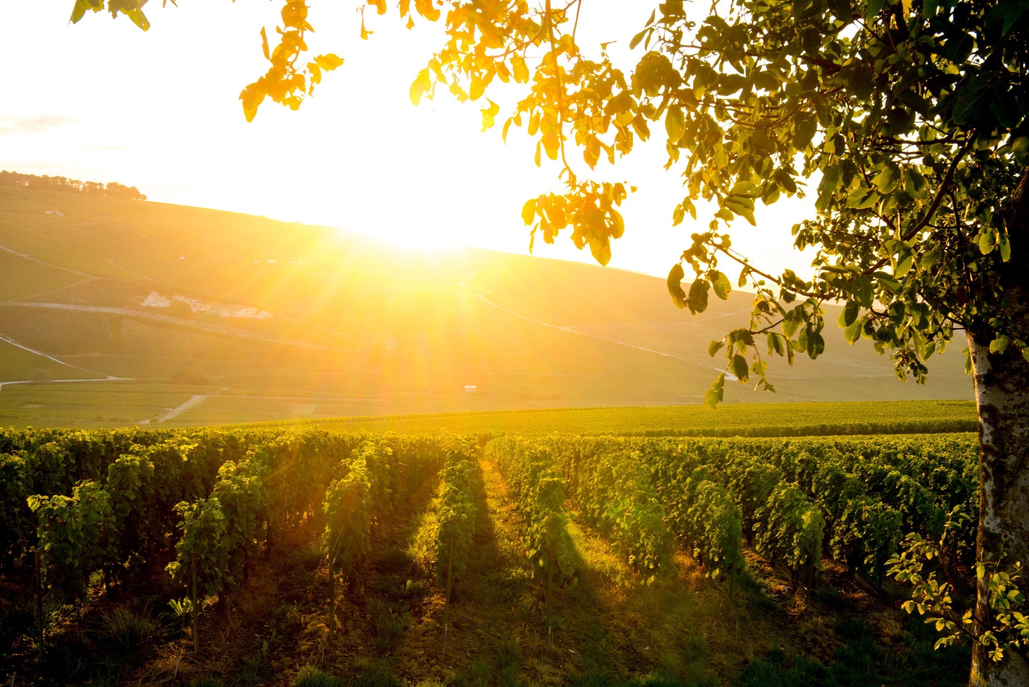 -Vintage 1980s collection